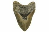 Fossil Megalodon Tooth - North Carolina #328251-1